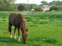 grazing rights