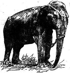 Topsy (elephant)