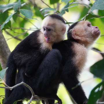 Wildes Costa Rica