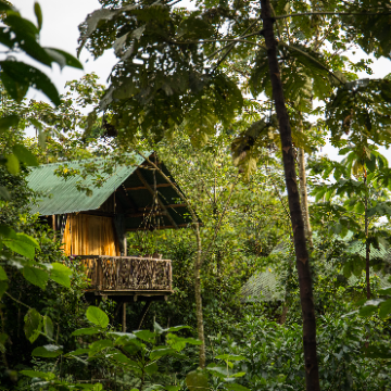 Tropical Rainforest