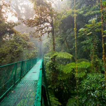 Monteverde Nebelwald