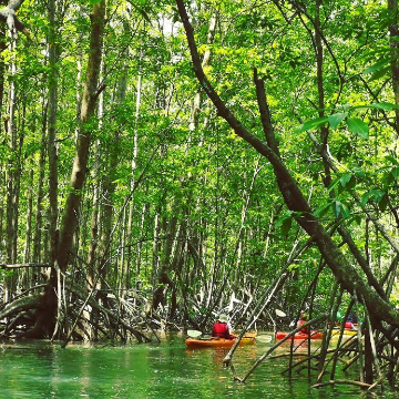 Kayaking Esquinas River