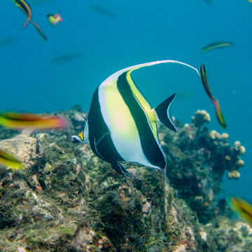 Caño Island Snorkeling or San Pedrillo Hike