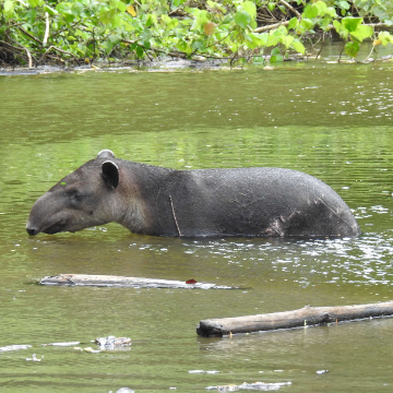 One night at the Corcovado National Park