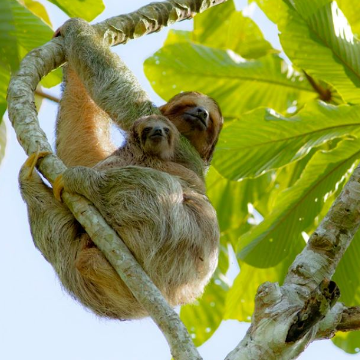 Zurück nach Guápiles oder San José