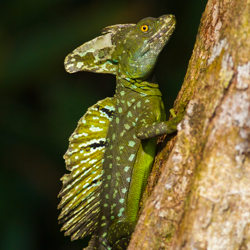 Dein freier Tag in Tortuguero