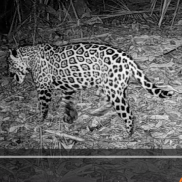 Siguiendo las Huellas de los Felinos en Selva Bananito