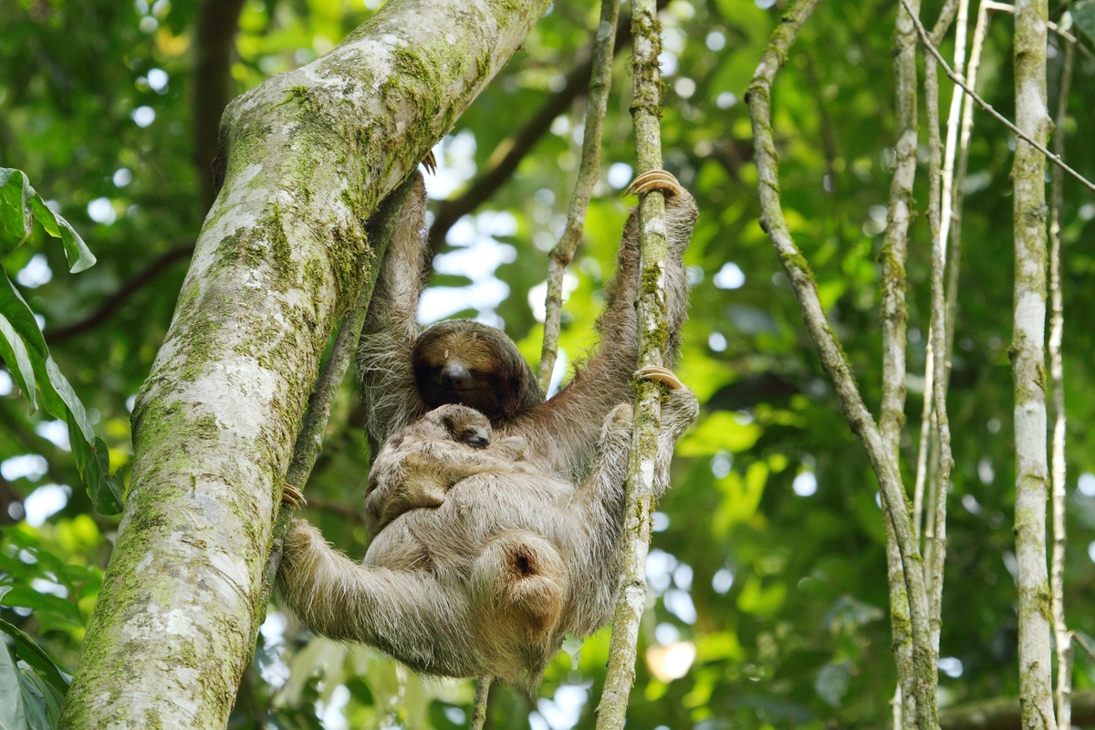 Sloth Watching Tour Day or Night Experience Costa Rica Ecoterra Costa