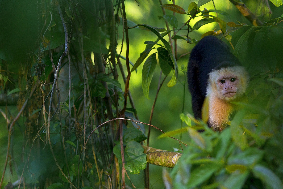 Costa Rica Wonders - Ecoterra Costa Rica