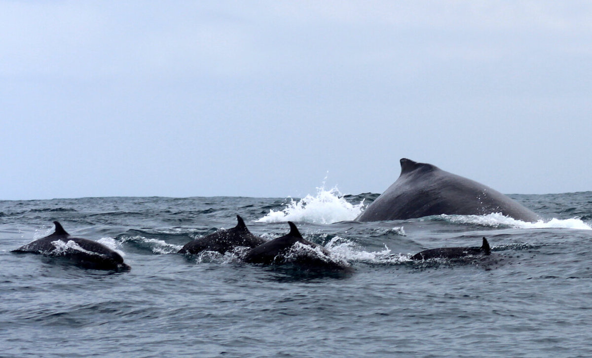 Whale & Dolphin Watching Drake Bay - Costa Rica Insider
