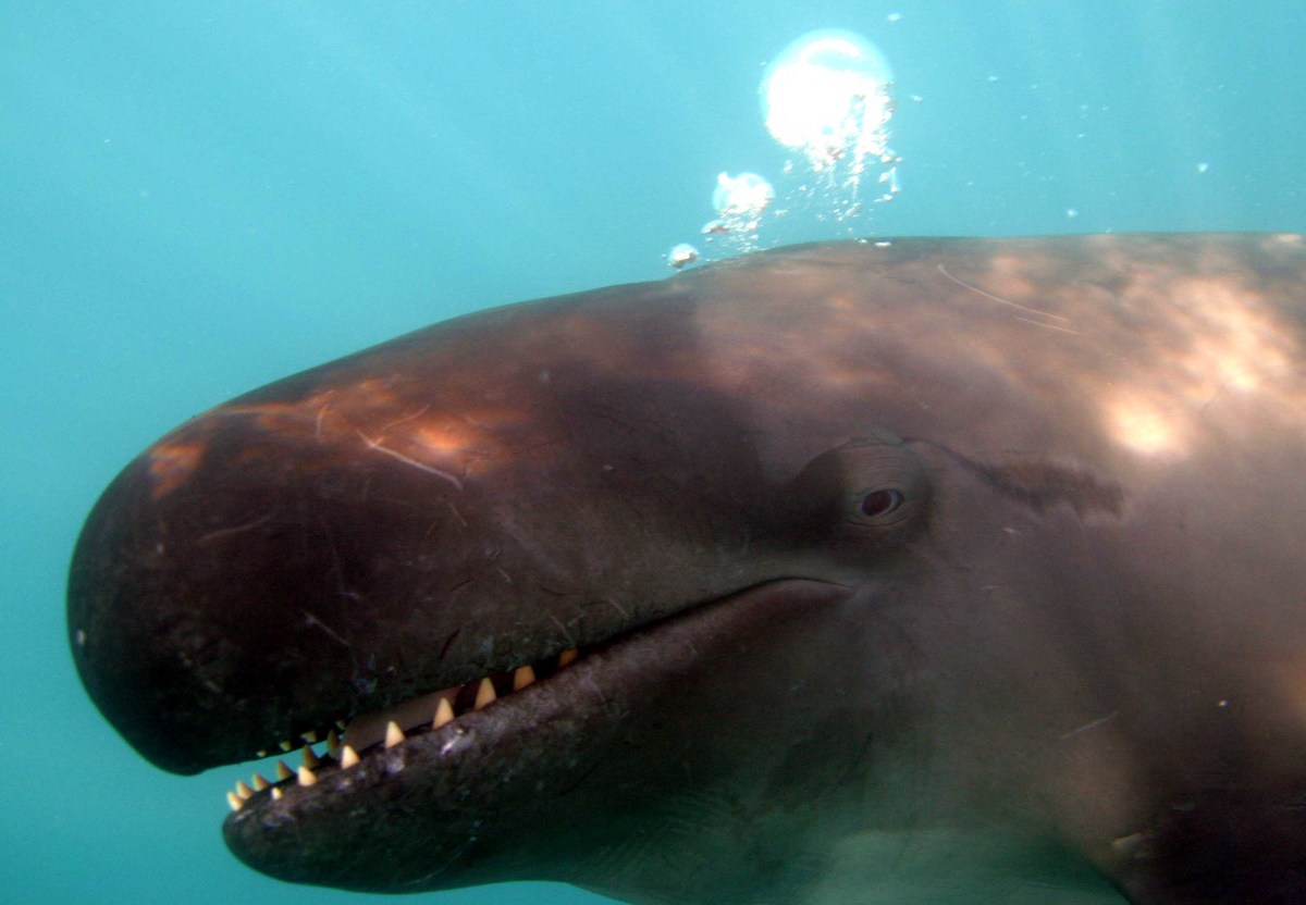 Wal- und Delfinbeobachtungstour in Drake Bay