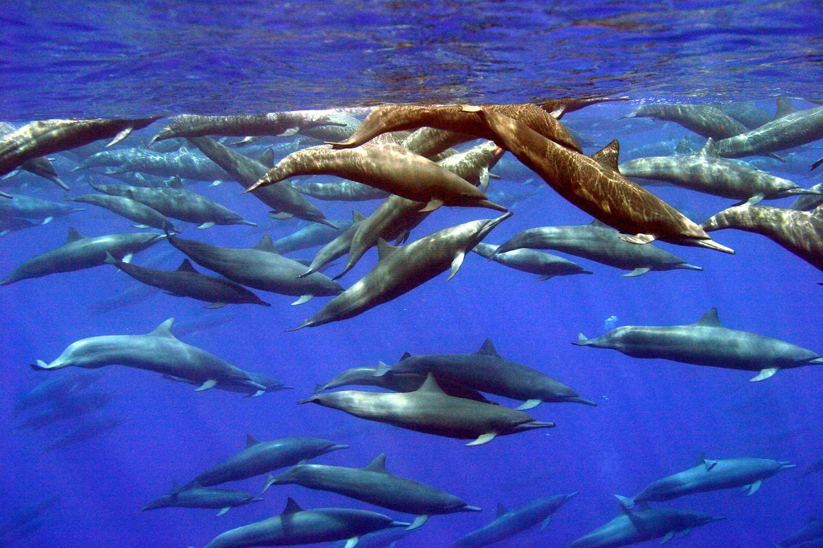 Wal- und Delfinbeobachtungstour in Drake Bay