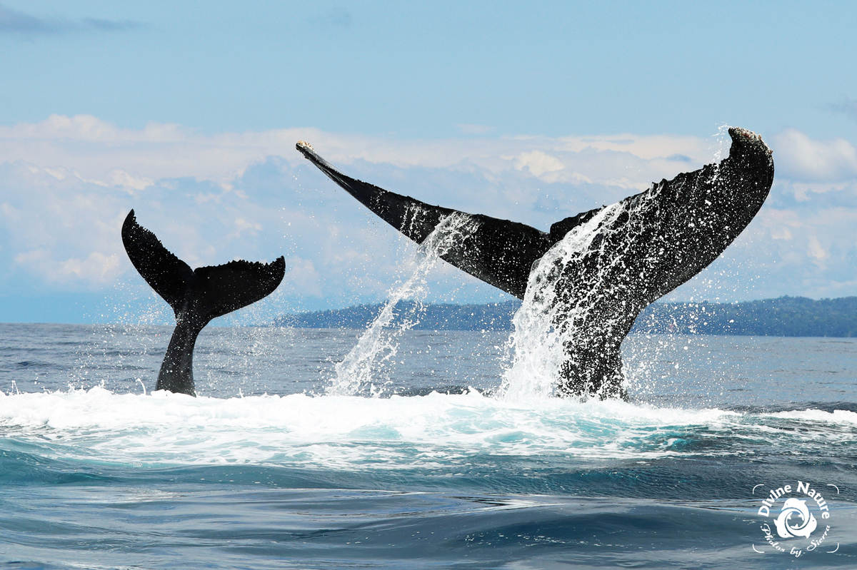 Wal- und Delfinbeobachtungstour in Drake Bay