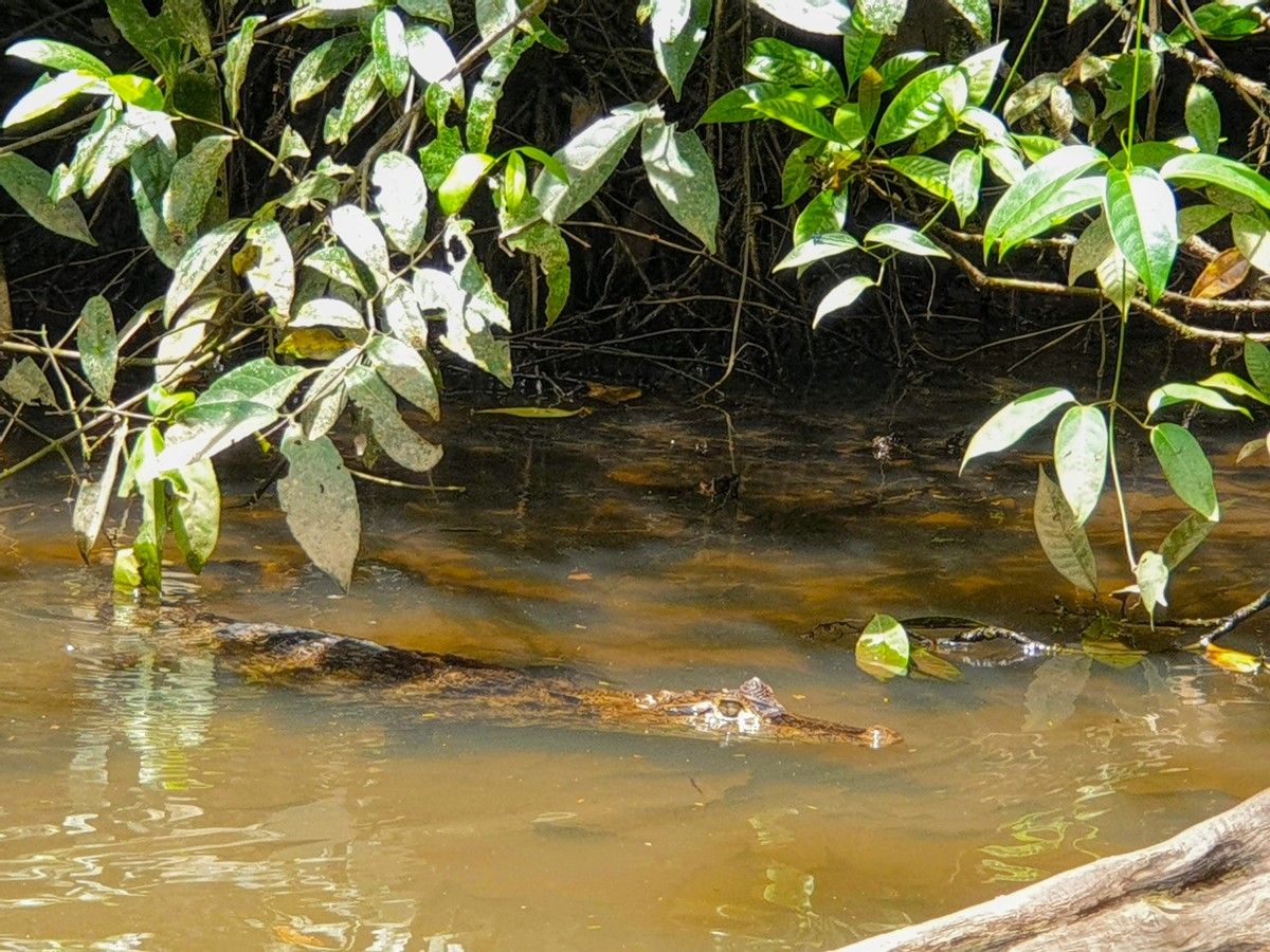 Tortuguero Abenteuer Klassik Tortuguero Abenteuer Klassik