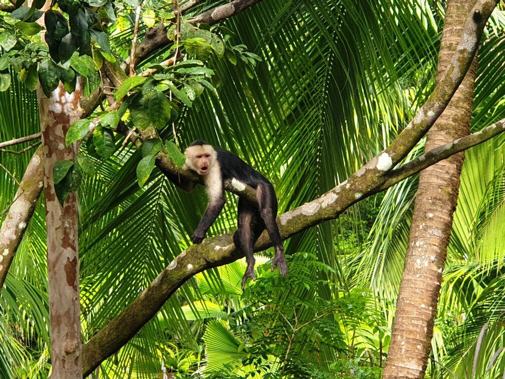Wildes Costa Rica