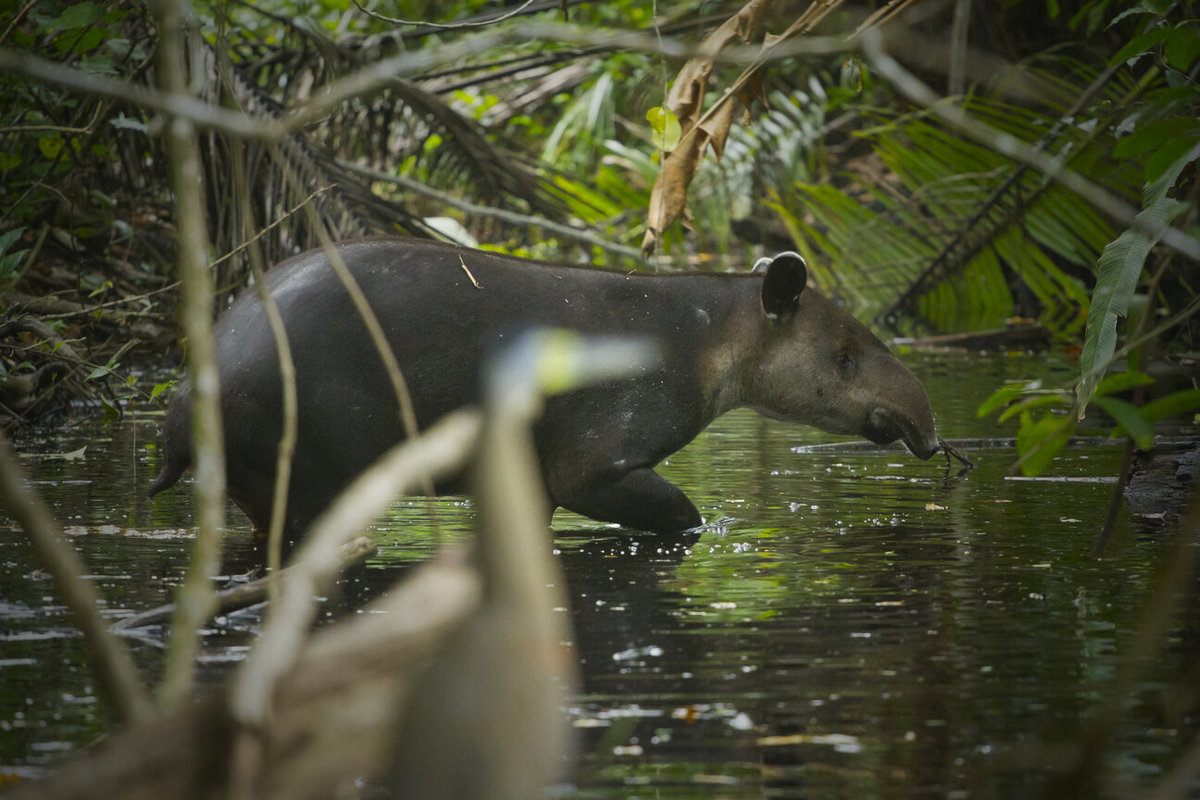 Wildes Costa Rica