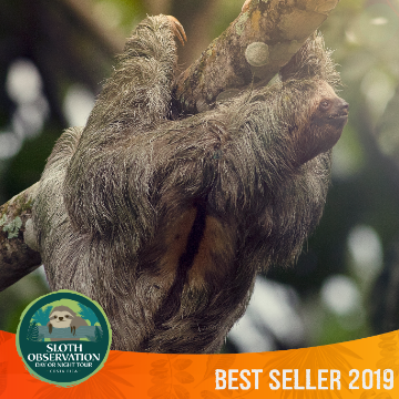 Sloth Watching Tour Day or Night Experience Costa Rica