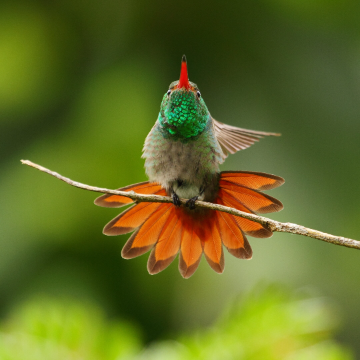 Vogelbeobachtung
