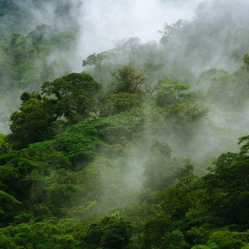 Regenwald Expedition (Children's Eternal Rainforest)