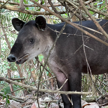 Wanderung im Corcovado Nationalpark