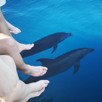 Delfin- und Walbeobachtungstour inkl. Schnorcheln
