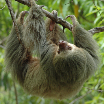 Guided Hike in Manuel Antonio National Park