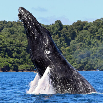 Whale & Dolphin Watching Drake Bay