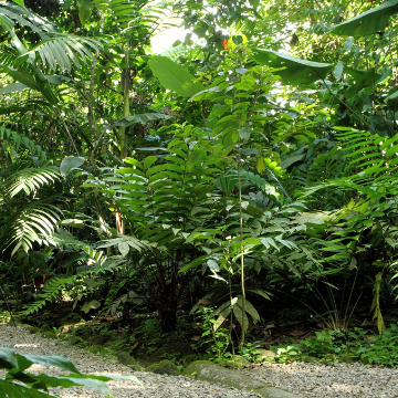 Shuttle von Guápiles nach Sarapiquí