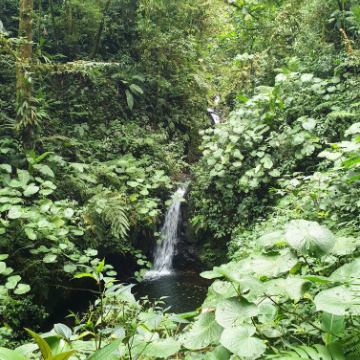 Shuttle von Tamarindo nach Monteverde