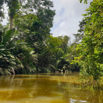 Shuttle from Puerto Viejo/Manzanillo to Tortuguero