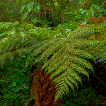 Shuttle from Sierpe to Monteverde