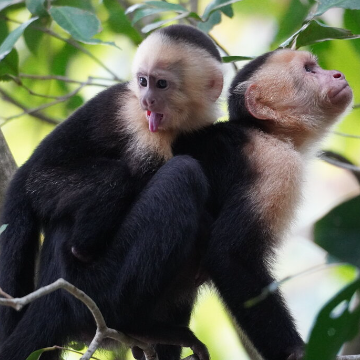 Shuttle von Monteverde nach Manuel Antonio