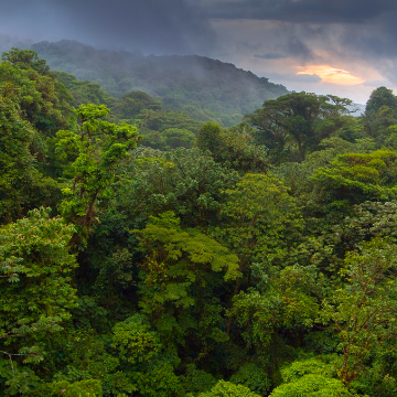 Shuttle von Playas del Coco/Ocotal nach Monteverde