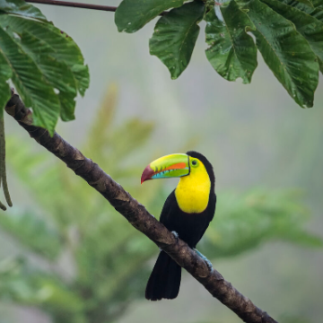 Shuttle von Cahuita nach La Fortuna