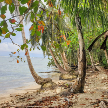 Shuttle von Cahuita nach Guápiles