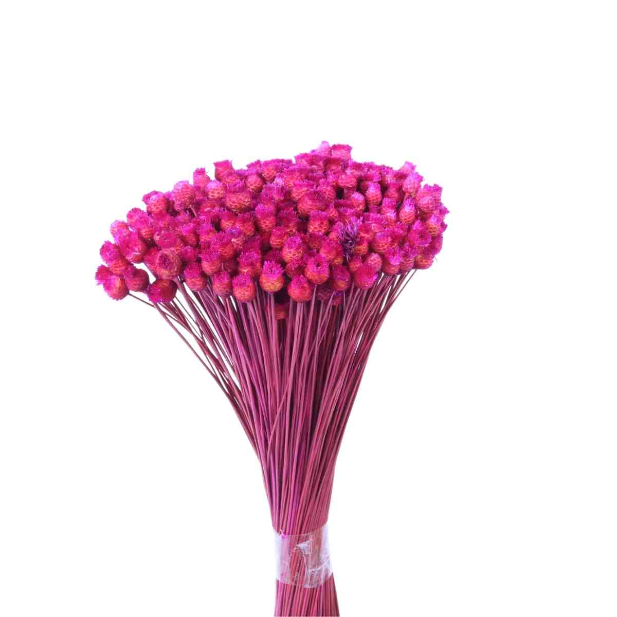 Planta Seca Botão Jazida Desidratado Pink