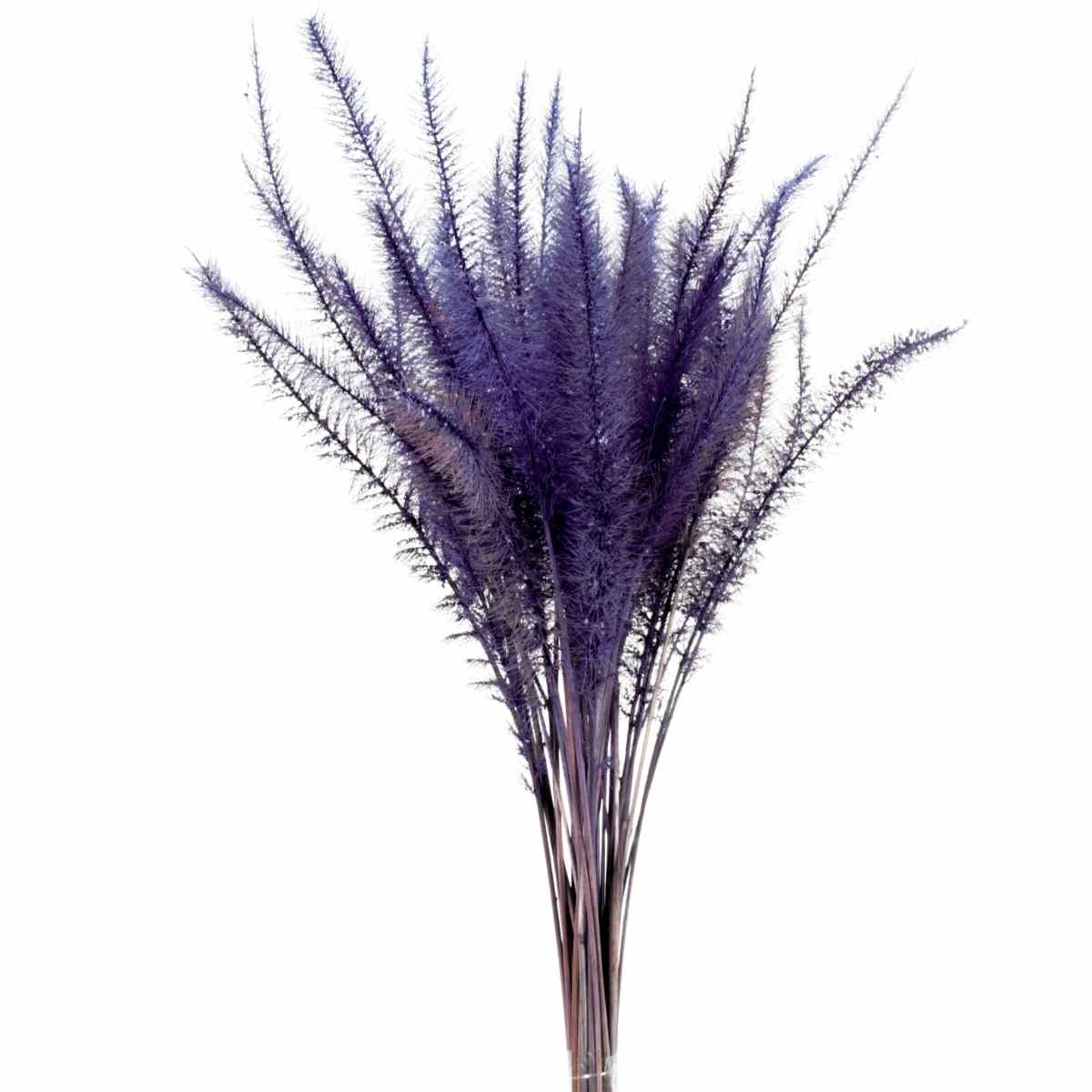 Capim Rabo de Esquilo Roxo