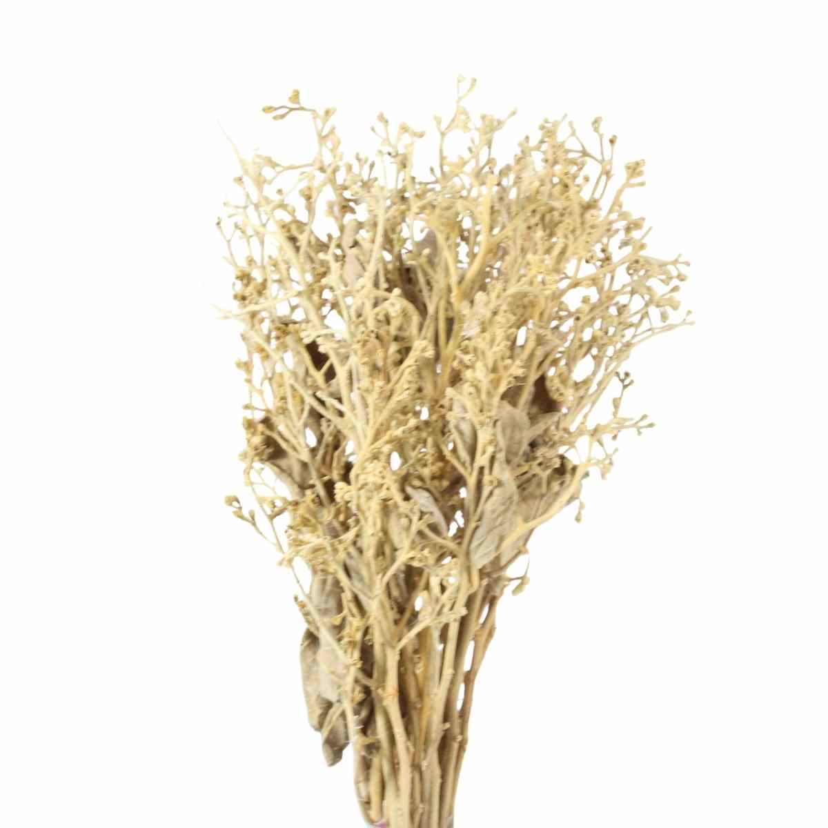Dedo De Anjo Natural Flor Desidratada Buque Flores Secas
