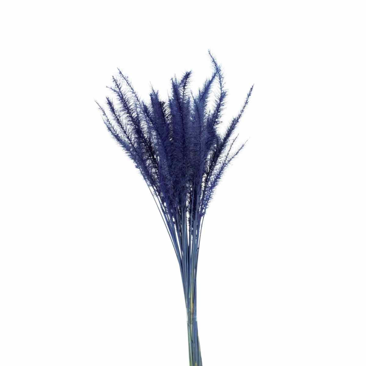 Capim Rabo de Esquilo Azul