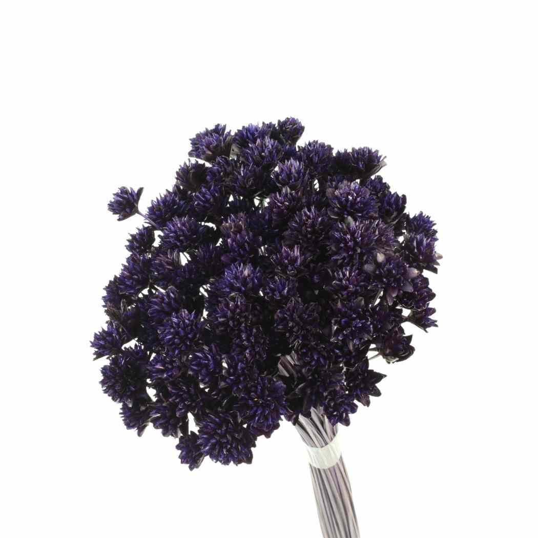 Planta Seca Botão Espeta Nariz Desidratado Roxo