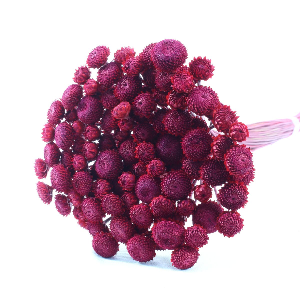 Planta Seca Botão Dourado Desidratado Vermelho