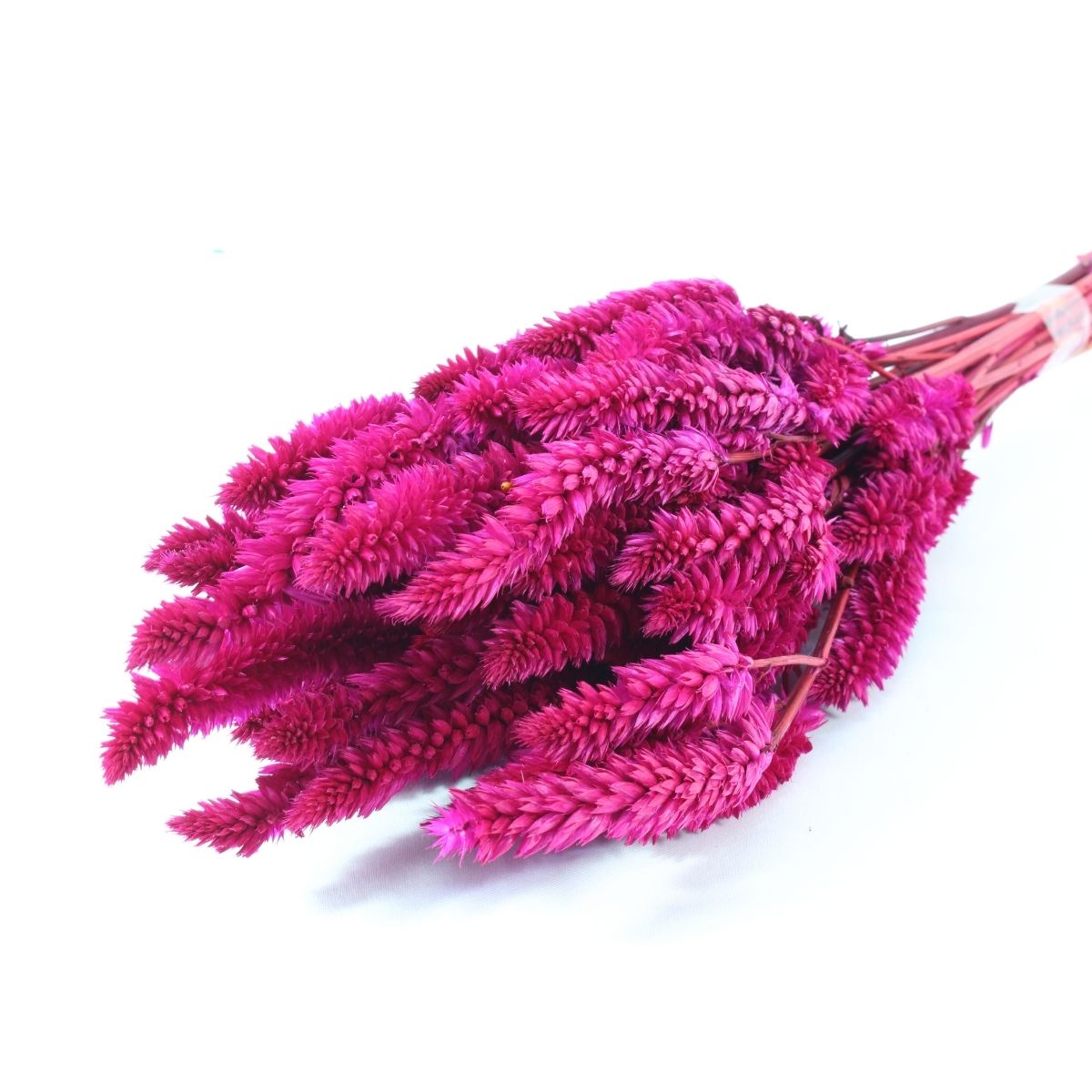 Planta Seca Buque Celosia Rosa 50cm