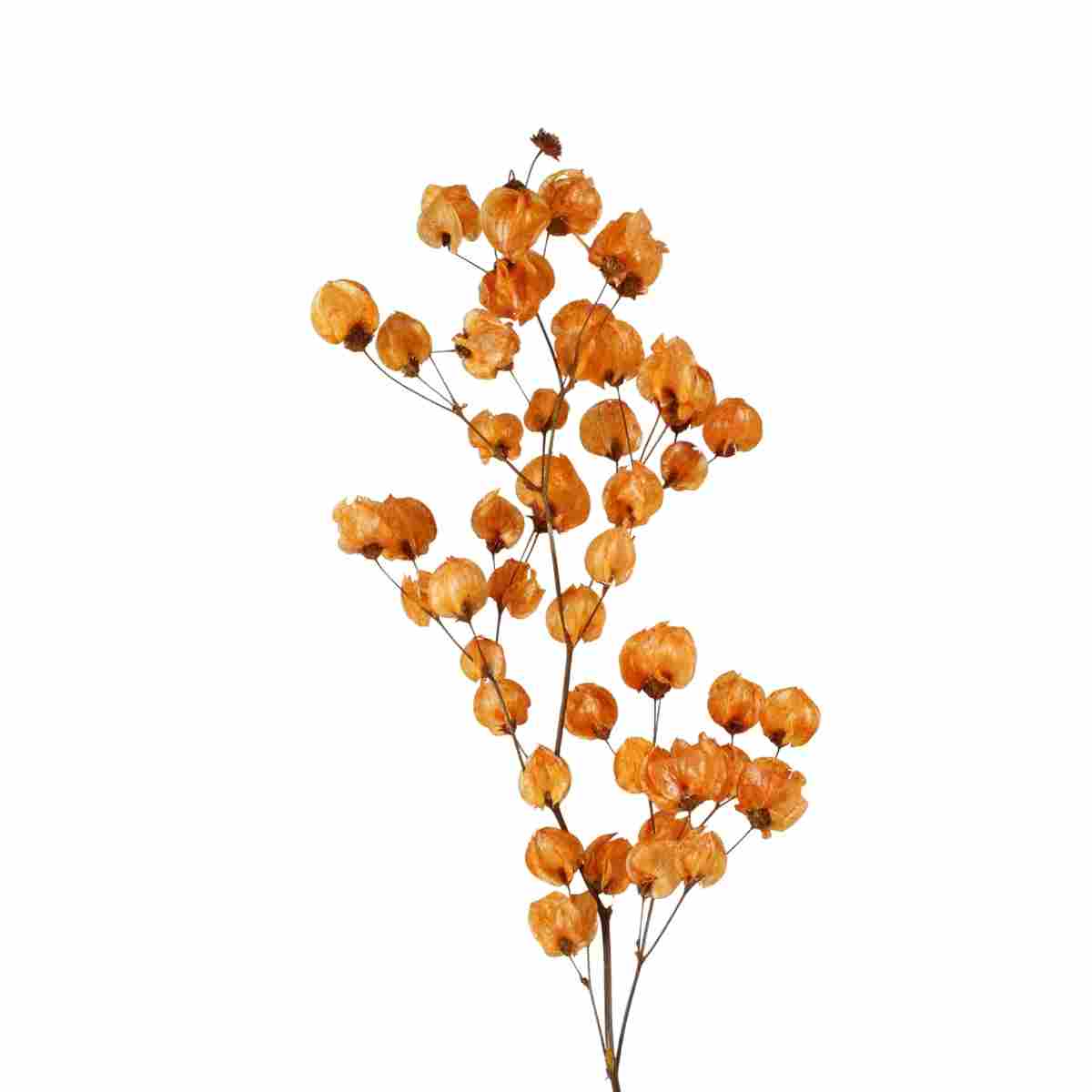 Planta Seca Bougainville Laranja 40cm