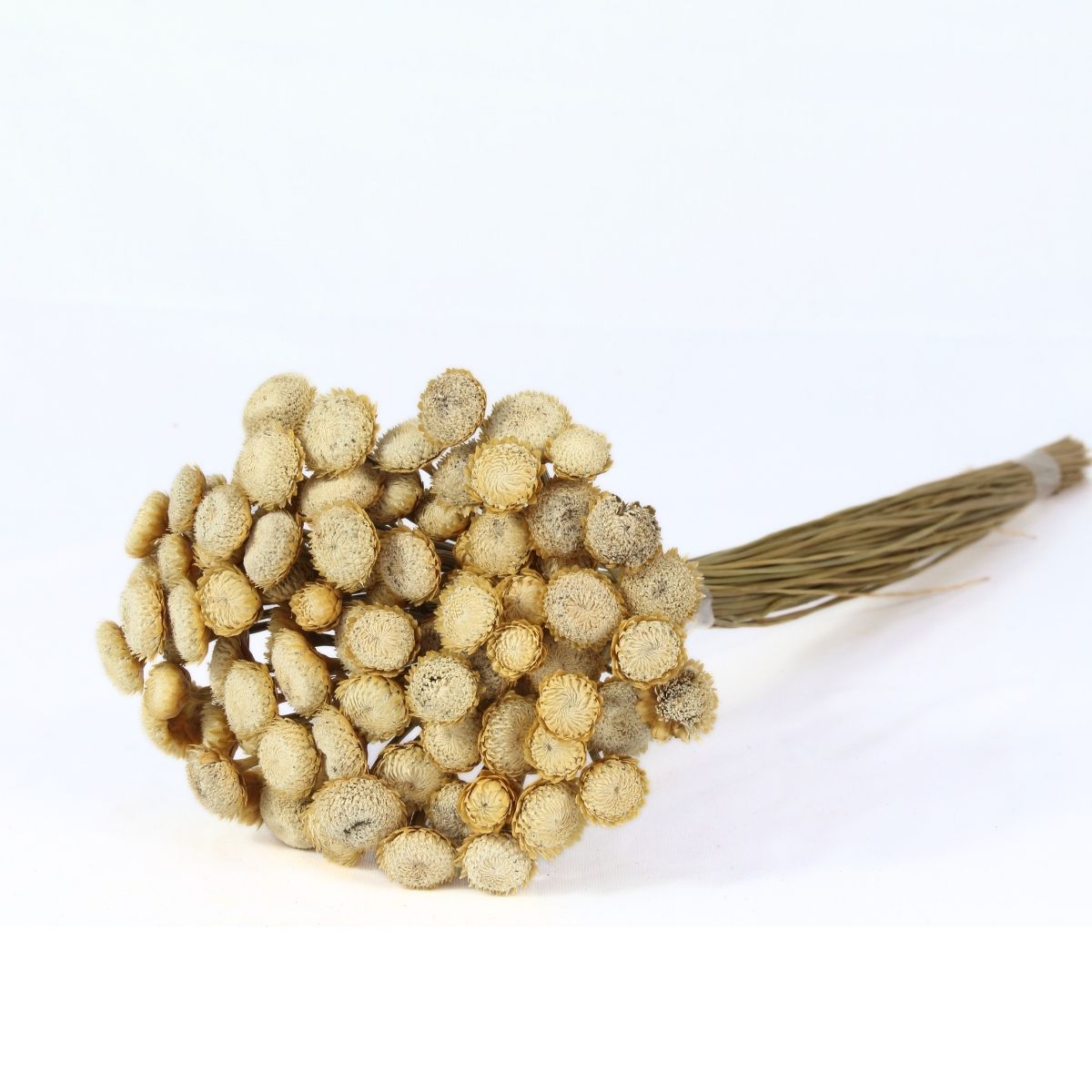 Planta Seca Botão Dourado Natural Branco