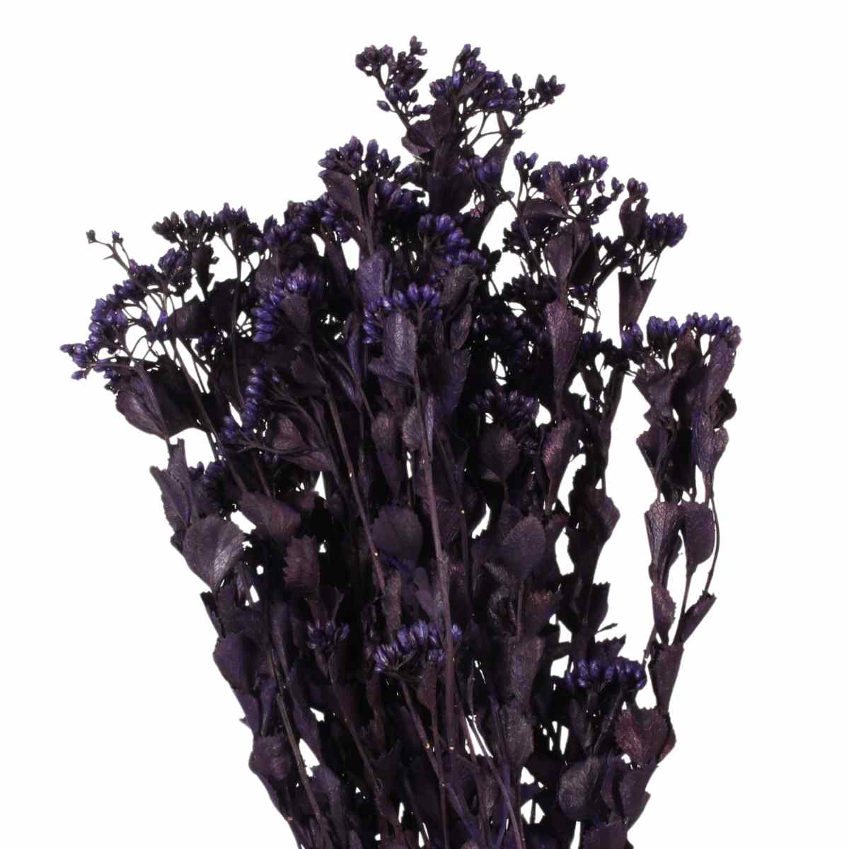 Chuvisco Roxo Desidratado