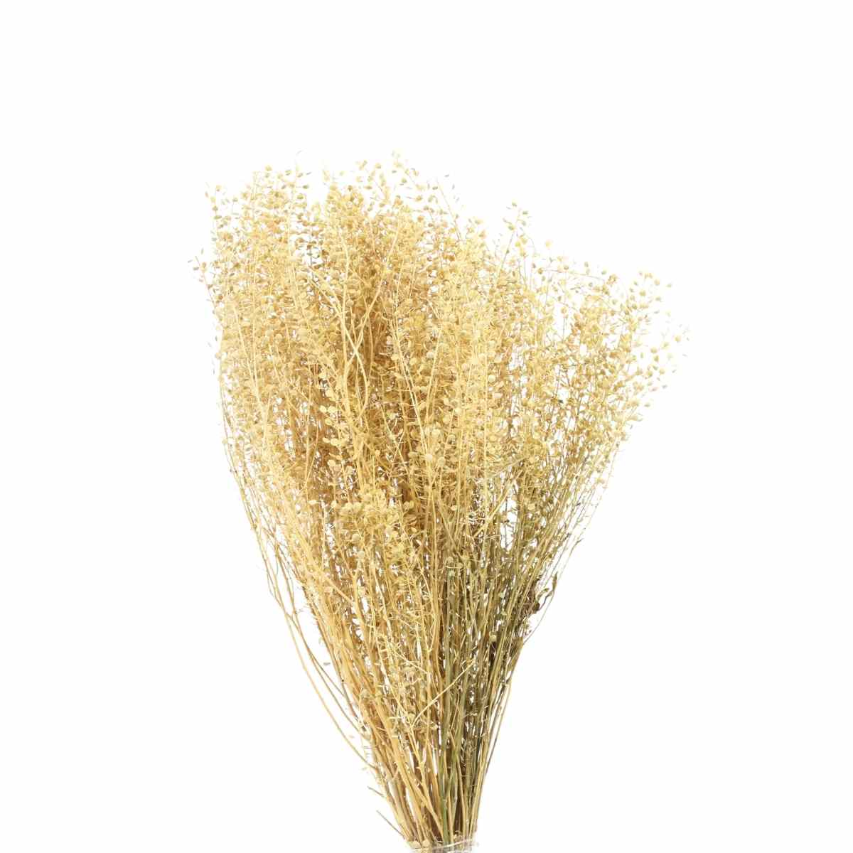 Planta Seca Sementinha Alvejada 50cm