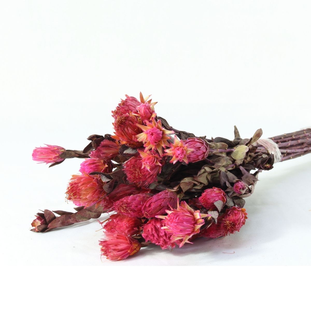 Planta Seca Arapurama Desidratada Rosa