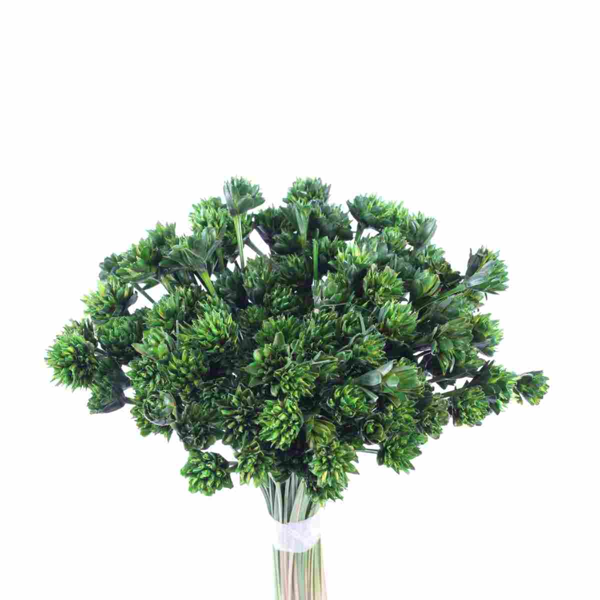 Planta Seca Botão Espeta Nariz Desidratado Verde