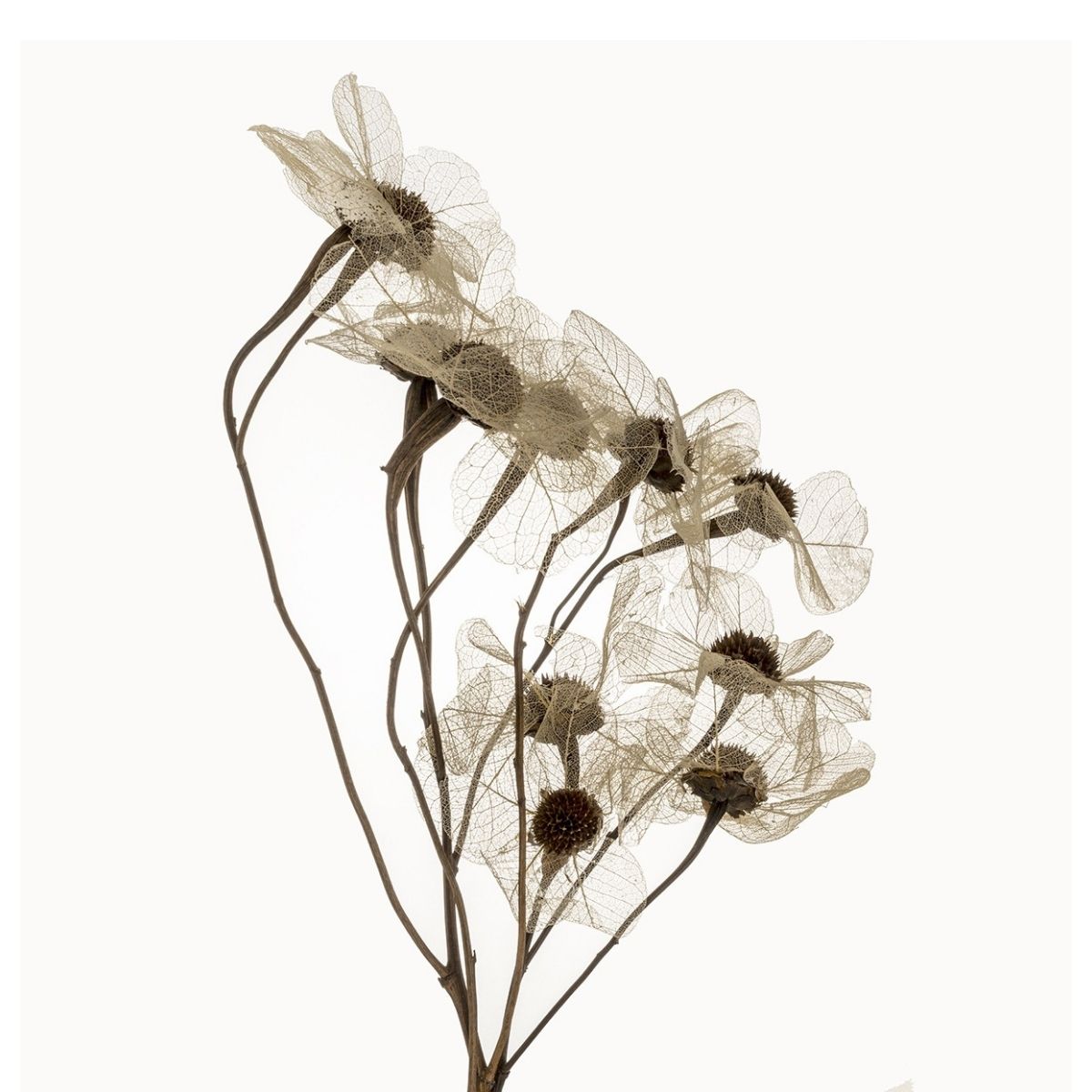 Planta Seca Galho Renda 50cm