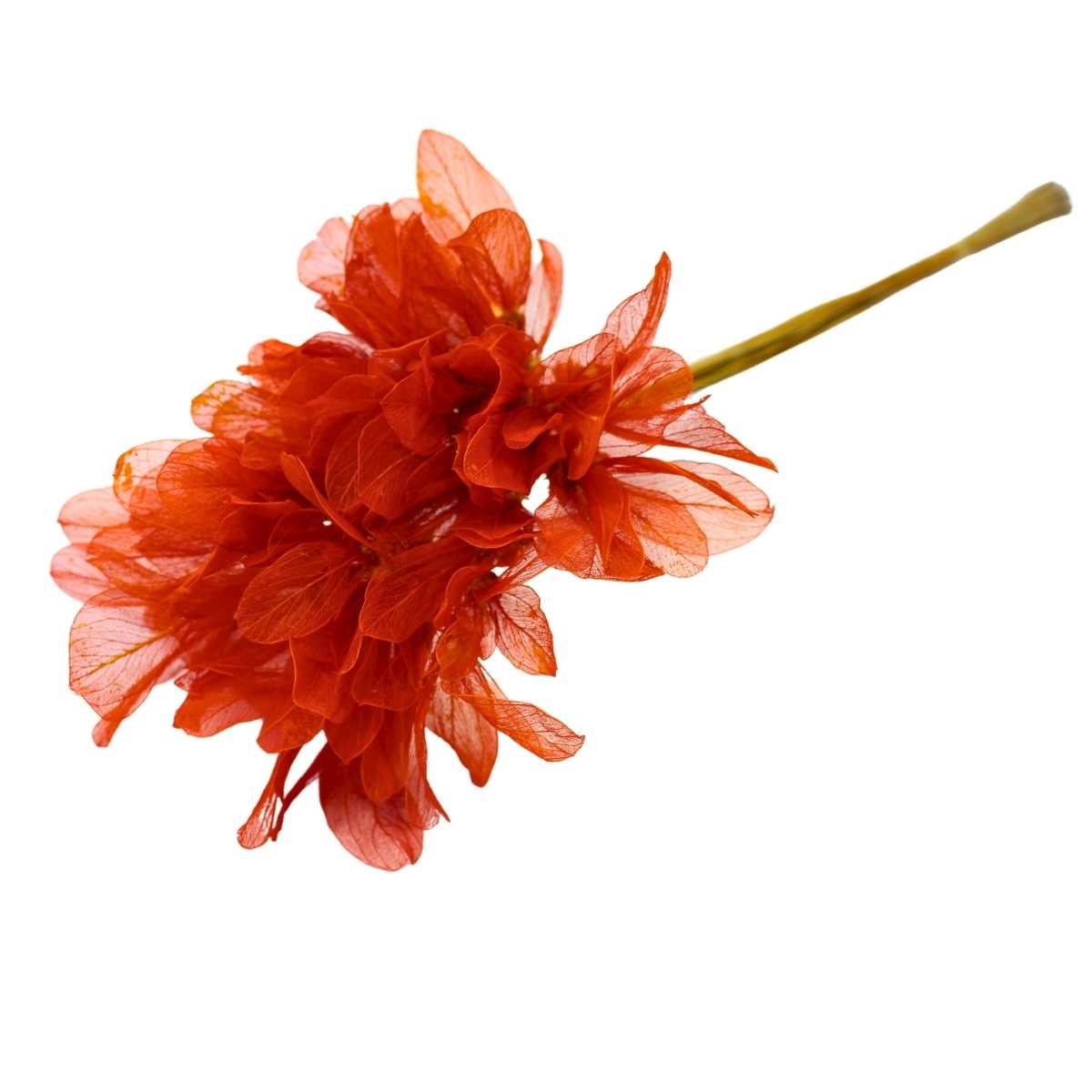 Planta Seca Folha Asa de Barata Laranja 50cm